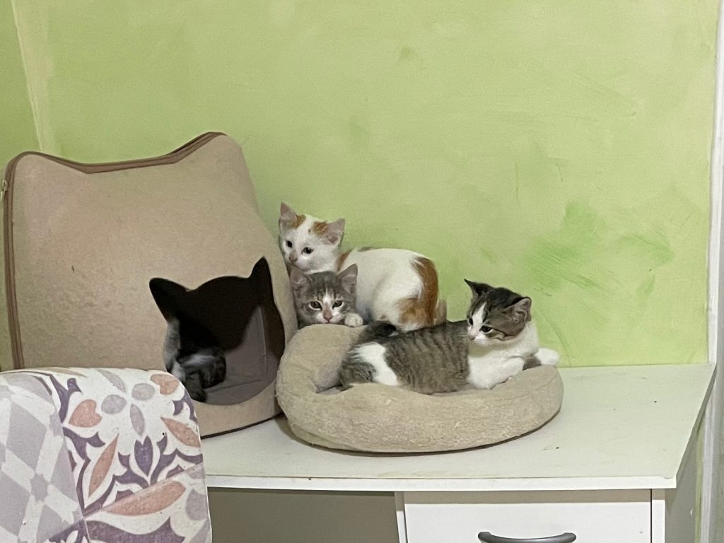 Bambou Roux et blanc Mâle
Birdy gris clair avec tache beige 
Browny  blanche avec tache marron et noires
Baly tigrée gris